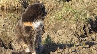 Feline Tribe Enjoys Free Concert BY the Frogettes