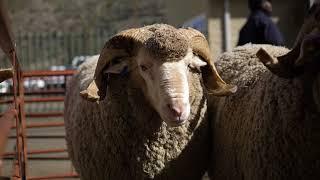 The National Merino Auction 2024