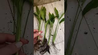Так получше будет #спатифиллум #женскоесчастье #plants #растения #домашниерастения