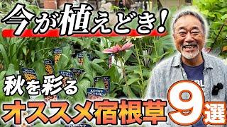 【必見】お庭をオシャレにする宿根草を9つ紹介！秋にオススメする理由は〇〇！