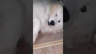 Как самоед укладывает себя спать /ДОБРЫЙ САМОЕД . #собака #самоед #samoyed #dog #шортс