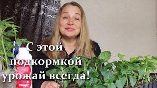 Cрочно сделайте эти подкормки! Рассада сладкого перца и баклажанов растет на глазах!