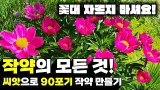 작약 키우기의 모든 것 | 씨앗으로 번식시켜 90포기 | 작약꽃이 피지 않는다면?| 작약과 개미-오해와 진실| 꽃대 자르지 마셔요!