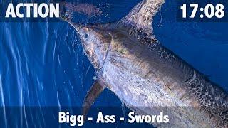 500lb Broadbill Swordfish Try's to Attack Boat!!