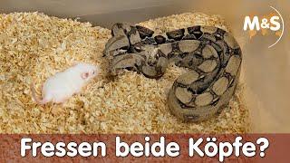 Zweiköpfige Boa / Hydra füttern | Fressen beide Köpfe? | Reptil TV