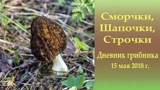 Сморчки, Шапочки, Строчки. Дневник грибника 15 мая 2018 года.