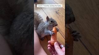This girl rescued a baby squirrel from an aggressive crow and then decided