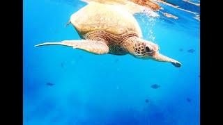 Waikiki Turtle Canyon Snorkel Adventure