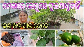 ଗାମଲାରେ ଲେମ୍ବୁ ଗଛ ଫୁଲ ଆସୁନାହିଁ || କଣ ଖାତ ସାର ଦେବେ || Pot || Lemon tree Not Flowering || Fertilizers