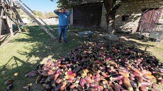 Ce s-a întâmplat cu vinetele noastre?