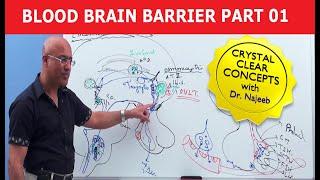 Blood Brain Barrier | Part 1