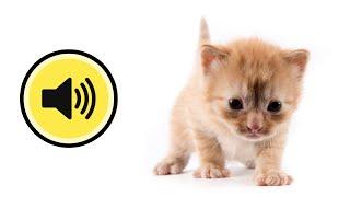  KITTENS MEOW newborns Funny over a cat and a cat Sound of kittens born Meowing