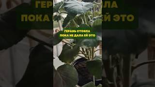 Герань стояла,пока не дала ей это#цветы#сад