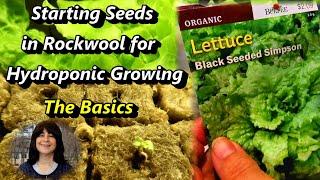 The Basics of Starting Lettuce Seeds in Rockwool for Hydroponic Growing