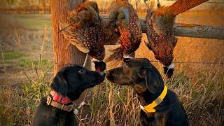 Bird Dog's First Hunt | The Flush: Season 13, Episode 4