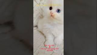 Cute odd eys white persian available  #youtubeshorts  #shorts #persiancatslovers #jaipur