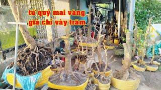 Phôi Mai Tứ Qúy Mai Vàng Siêu Rẻ 0816653538 Tí   | Tứ Qúy Miệt Vườn