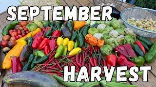 What I'm Harvesting In My September Garden