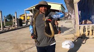 TAZ VS. COMMODE SNAKE AKA BUSH SNAKE | BERBICE MAN OPEN UP COCONUT HUSK WITH HIS TEETH | VLOGGING