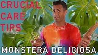 Monstera Deliciosa: Crucial Care Tips for a Healthy Indoor Plant + Moss Pole Installation!!!