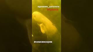 #дневник_шатателя @Byxladesh  #соссенсорик #трофей #сом #гид #Волга