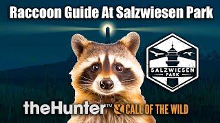 Raccoon Guide At Salzwiesen Park - theHunter Call of the wild