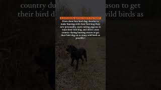 Anyone else get a bird dog and then make that bird dog their ENTIRE personality? Just me? If you