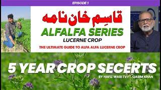 Qasim Khan Nama | The Ultimate Guide to Alfa Alfa Lucerne Crop for 5 Year Harvest