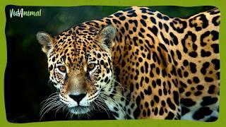 EL JAGUAR: El rey del Amazonas