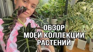 Обзор моей коллекции растений | ЯНВАРЬ 2024