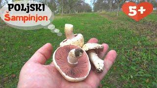 PoLjski Šampinjon - Jestiv - Odličan ! Lat. Agaricus campestris