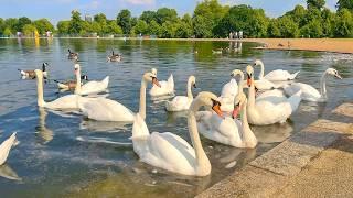 London Royal Parks Summer 2024  Kensington Gardens to Hyde Park Walk · 4K HDR