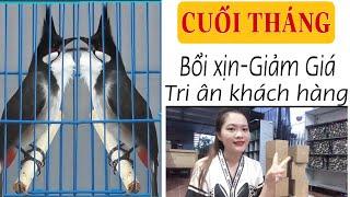 CUỐI THÁNG 31/10. 4 BÉ BỔI VIP- GIÁ TRI ÂN. BỘ TO DÀI. NHẬY CÁNH - SIÊNG MỎ. TỐ CHẤT ĐÁNG GỘT.