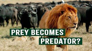 Predators Vs. Nature's Wrath: A Game Of Resilience And Luck | Deadly Game | Apex Predators