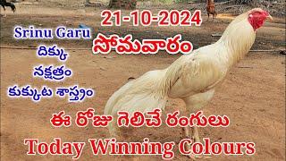 21 October 2024 Today Winning Colours#kukkutasastram  @SrinuGariFarms   @SrinuGaruSGF