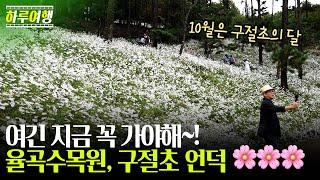 ▲  여긴 지금 꼭 가야해~! 율곡수목원, 구절초 언덕 / 10월은 구절초의 달  / 직접 가보고 설명해드립니다 ▲ 하루여행 ep.5