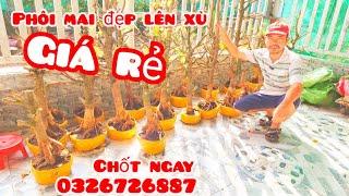 Phôi mai giảo đẹp lên xù giá rẻ 15/11 #aSự0326726887 |MaivàngThanhTâm