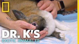 A Rabbit With Head Tilt | Dr. K's Exotic Animal ER