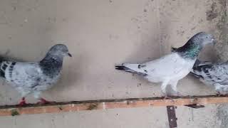 #sa_pigons_gondal #kabootar Bajra kabutar for sale top quality Mo..8153832532 (Gujrat gondal)