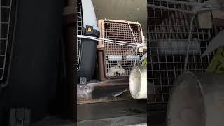 Pets in the aircraft cargo compartment