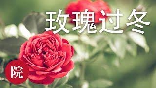 【彬彬有院】 花• 如何让玫瑰安全过冬//Rose Winter Care