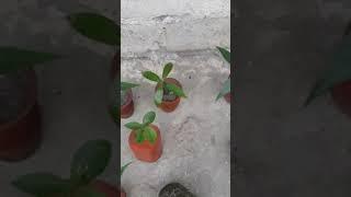 With Plants...