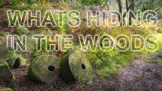 Whats hiding in the woods ? - Landscape Photography