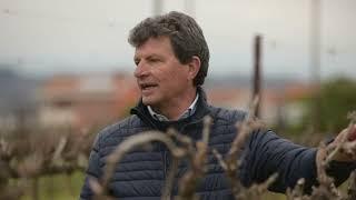 Vite in campo TOUR - Enzo Corazzina