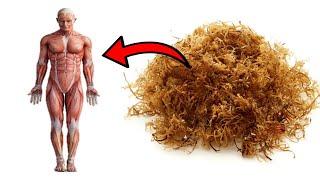 8 Powerful Irish Sea Moss Health Benefits & Uses For The Human Body