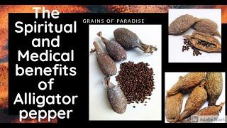 Powers of The Aligator Pepper:Grains of Paradise.