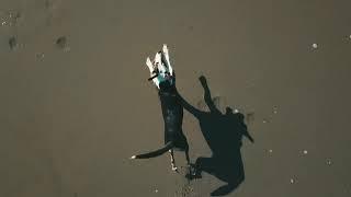 Dog vs. Drone. Big River, Mendocino, California