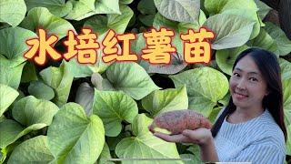 【Home garden】Hydroponics：how to grow sweet potato seedlings  水培栽种地瓜苗，要想结出红薯，这一步很关键