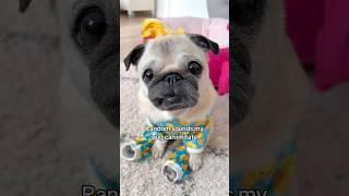 Loulou’s SECRET talent  #pug #dog #funny