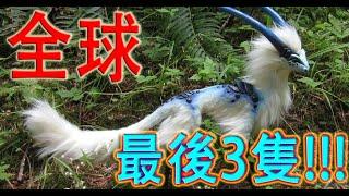 十個瀕臨滅絕的動物 | 瀕臨絕種動物 | Endangered animal | 千奇百怪